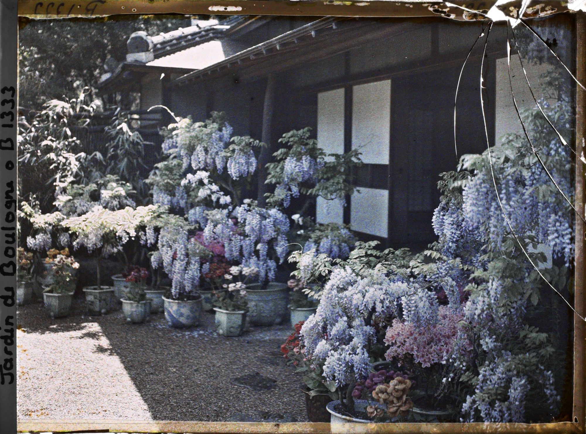 Image représentant Glycines, azalées et calcéolaires en pots fleuries, devant la maison est du " village japonais "