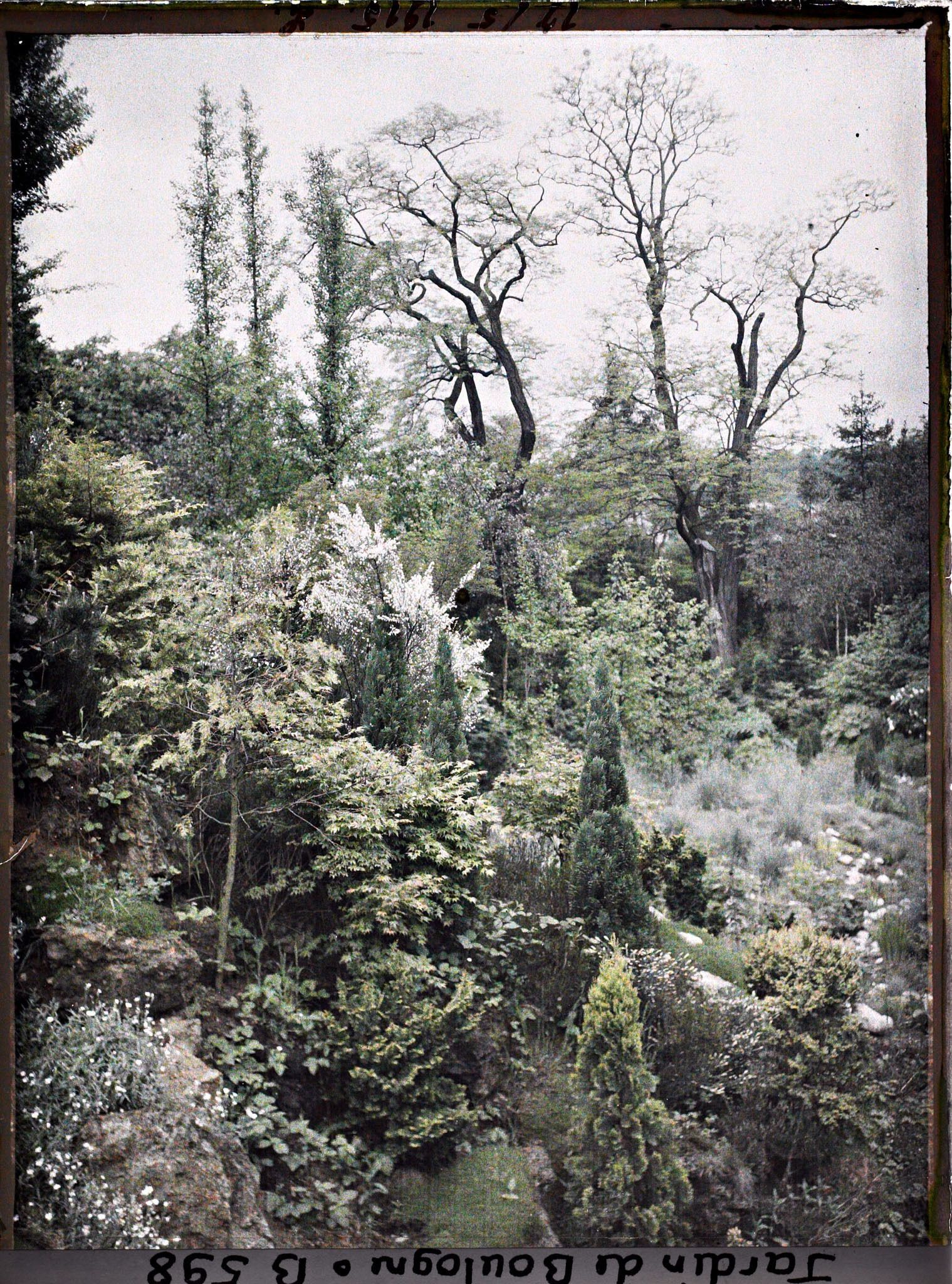 Image représentant Rocaille en pente du " jardin chinois ", ponctuée de conifères et proche du " sanctuaire japonais "