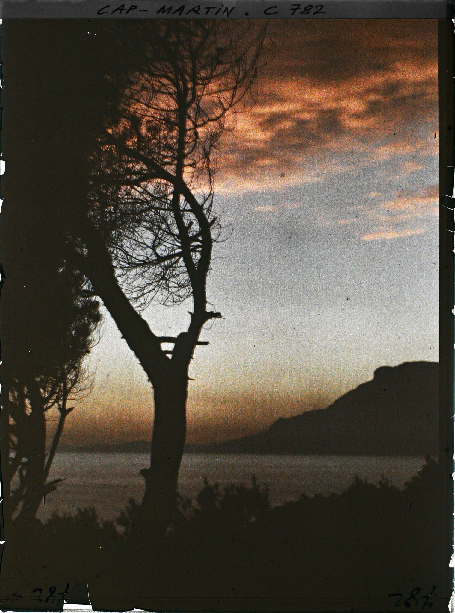 Image représentant Pin et végétation buissonnante se découpant dans le soleil couchant, en direction de Monaco