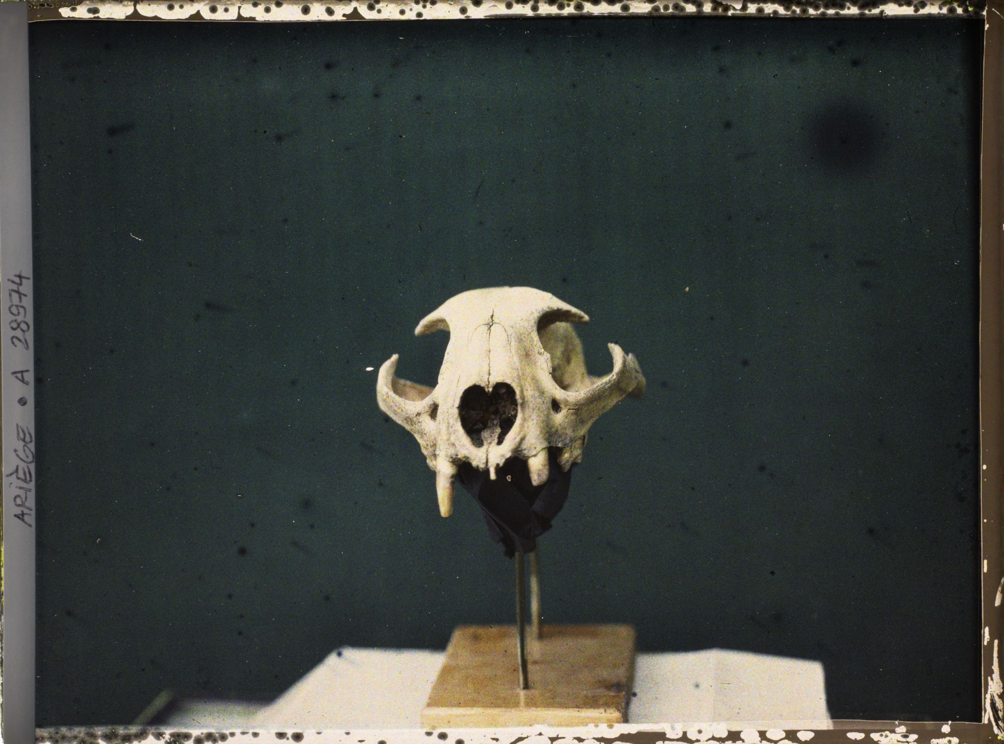 Image représentant Le crâne de la panthère vu de face