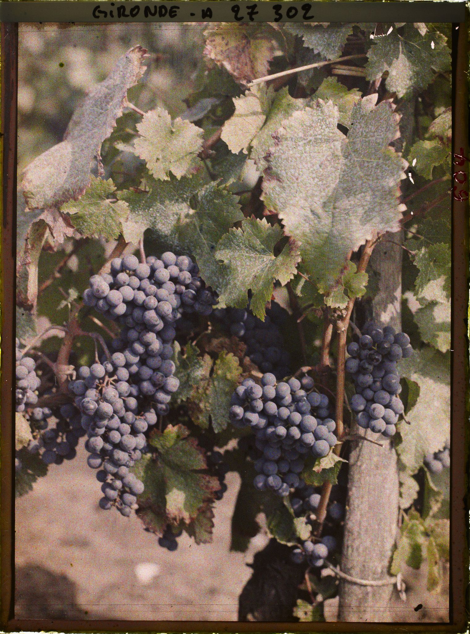 Image représentant St Emilion, Cépage dit "Bouchet Frant" (rouge)