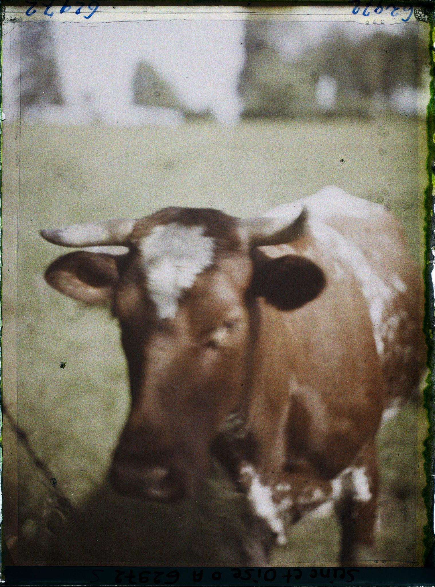 Image représentant Ile de France, Montroult, Vache de race Normande