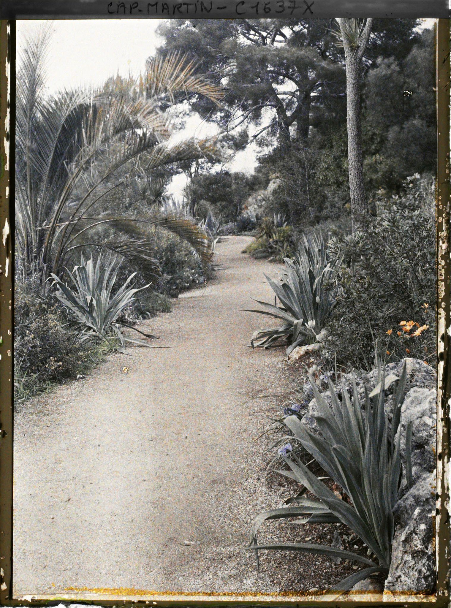 Image représentant Grande allée bordée de pierres, plantes exotiques et végétaux divers