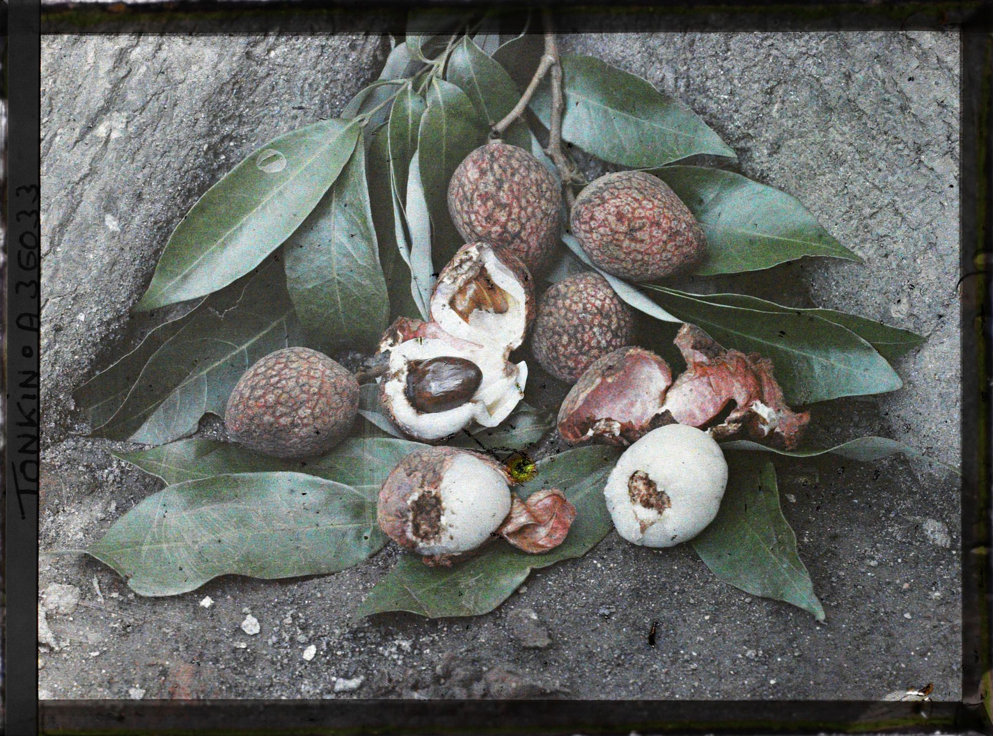 Image représentant Un rameau de litchi portant ses feuilles et ses fruits