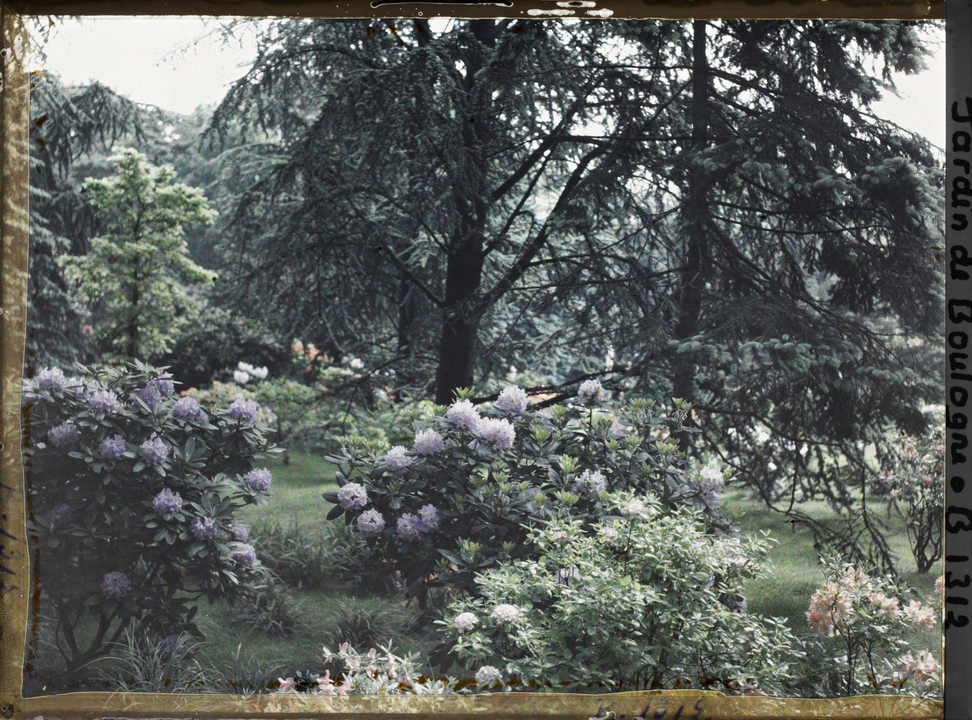 Image représentant Rhododendrons et azalées dans la forêt bleue, à l'arrière-plan à droite le marais