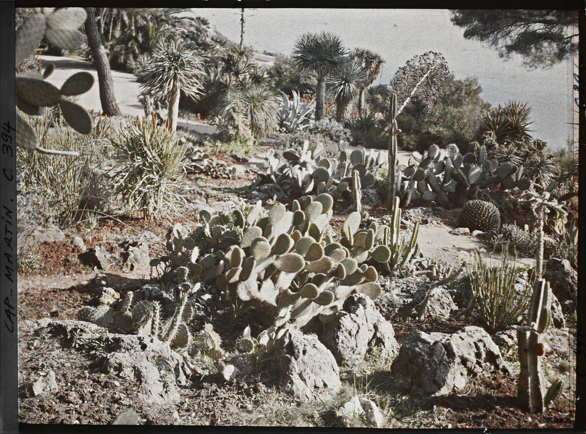 Image représentant Cap Martin Le Jardin