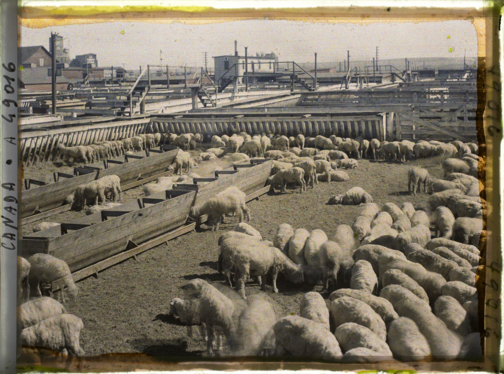 Image représentant Canada, Calgary, Stockyards - Parc à moutons