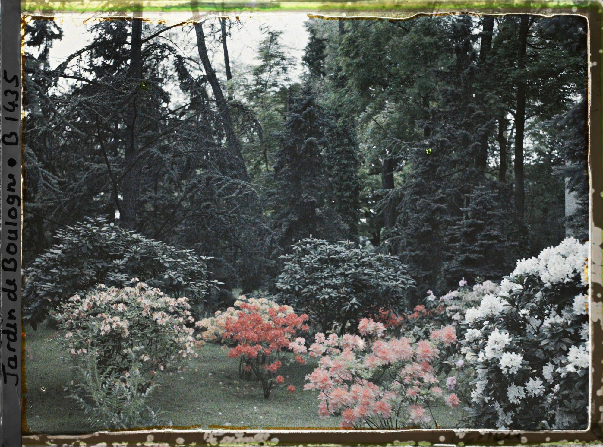 Image représentant Azalées et rhododendrons
