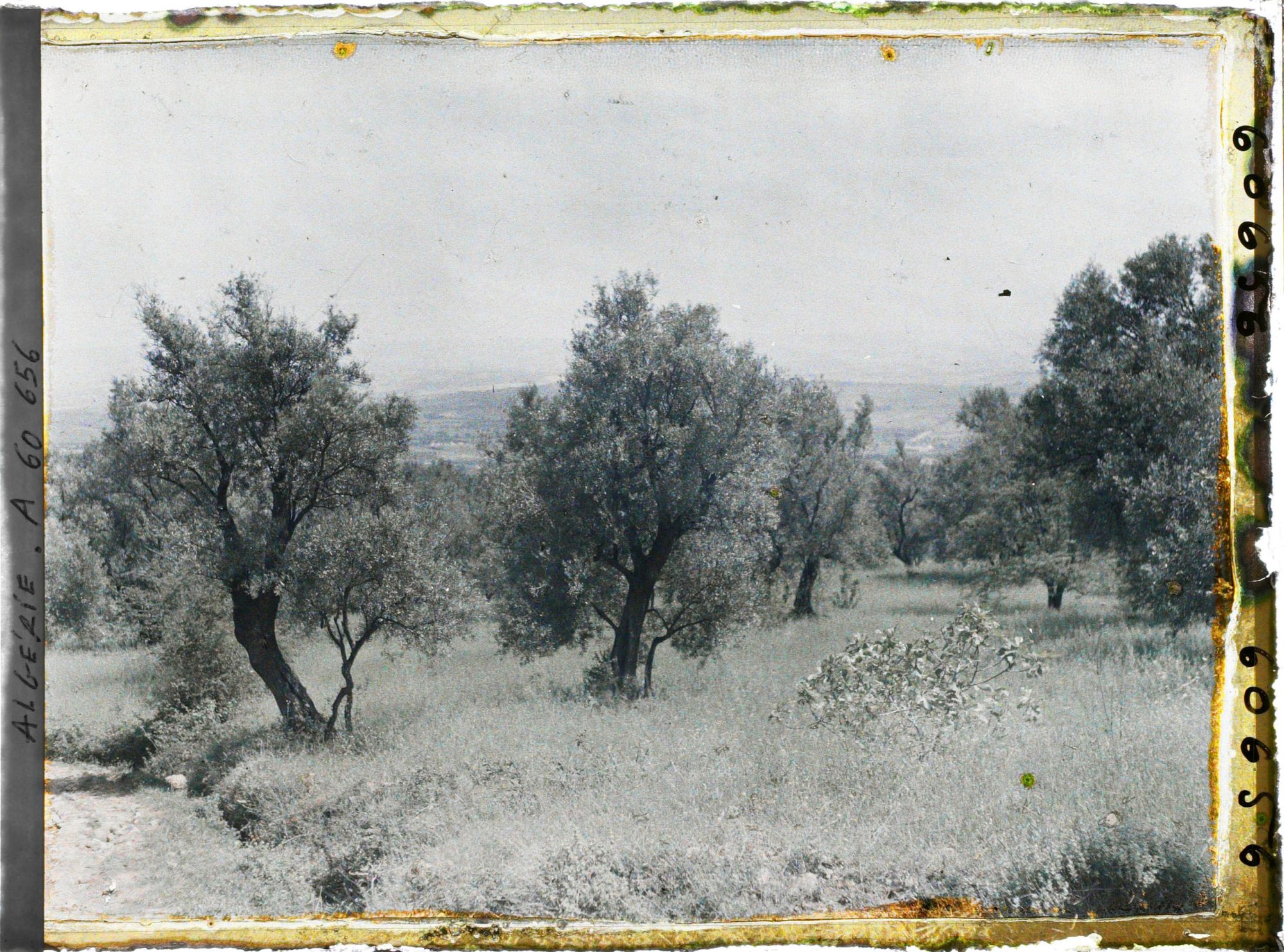 Image représentant Champs de blé et oliviers