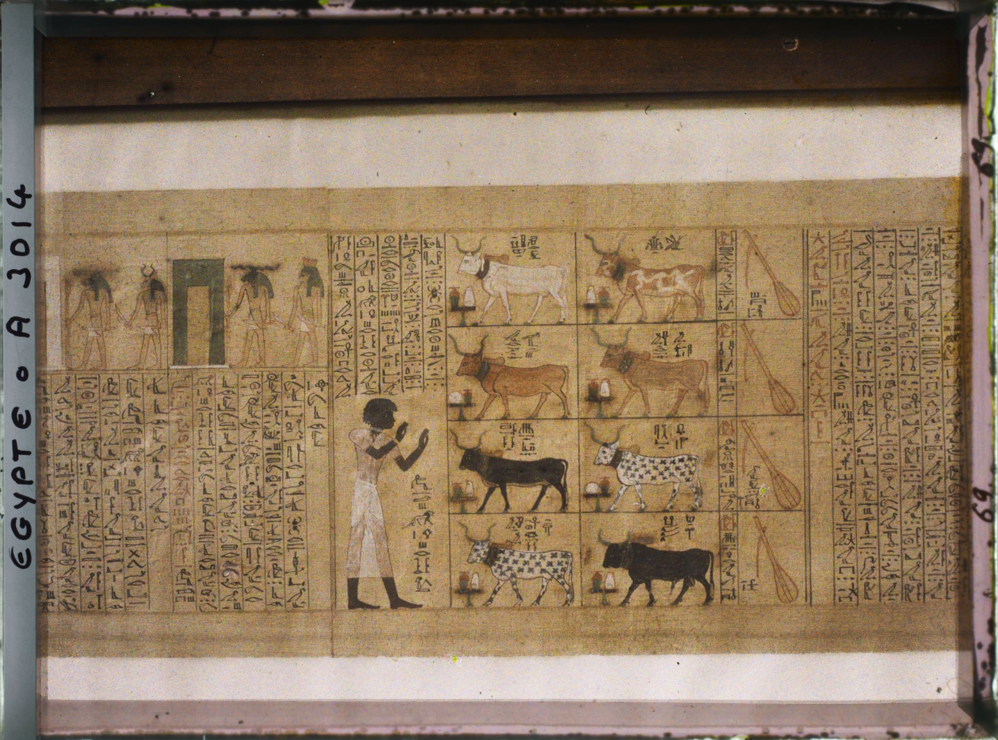 Image représentant Papyrus du Livre des morts dans une vitrine du musée égyptien