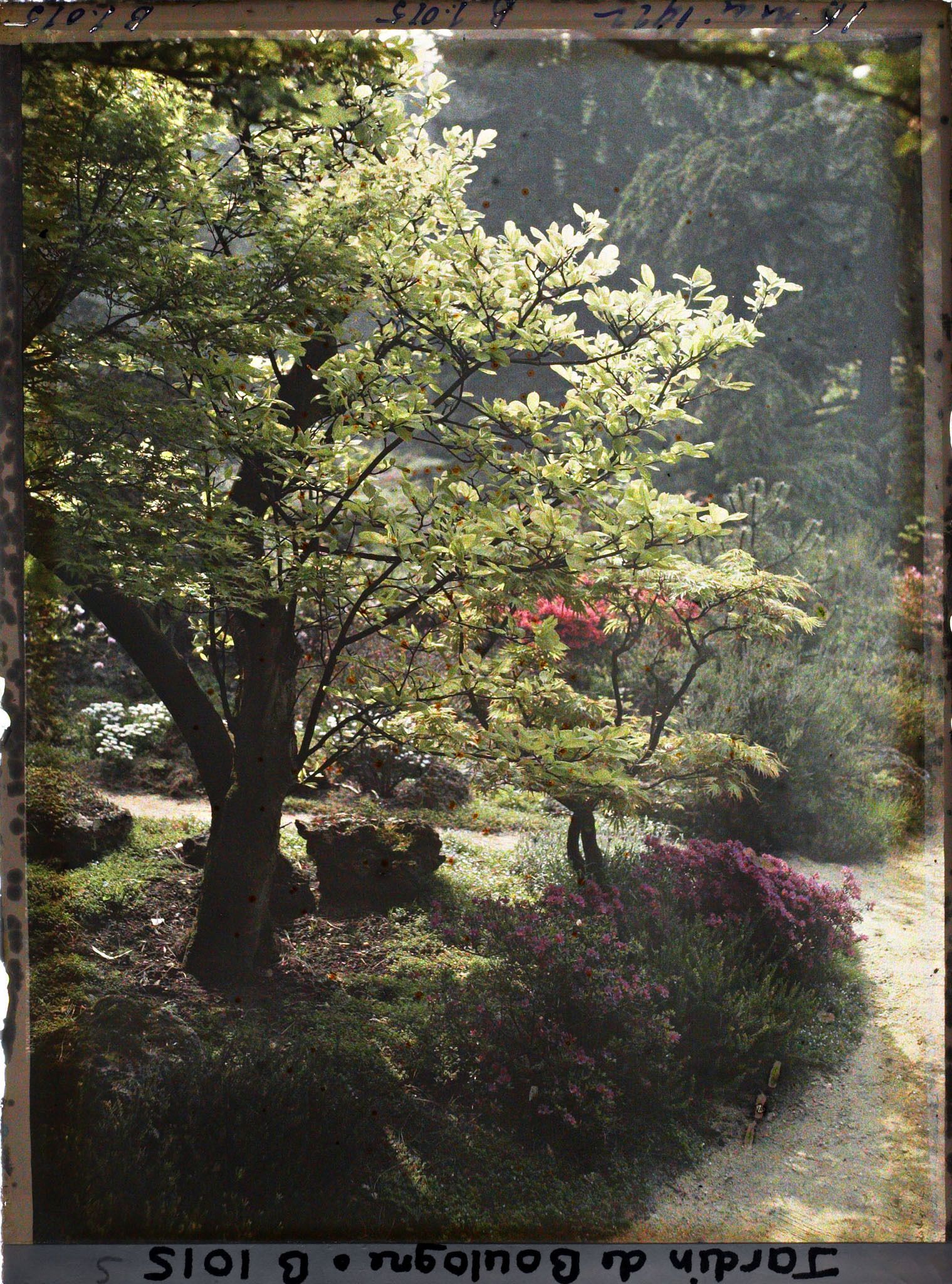 Image représentant Arbustes et azalées au bord de chemins proches du torii et des ponts du " sanctuaire japonais "