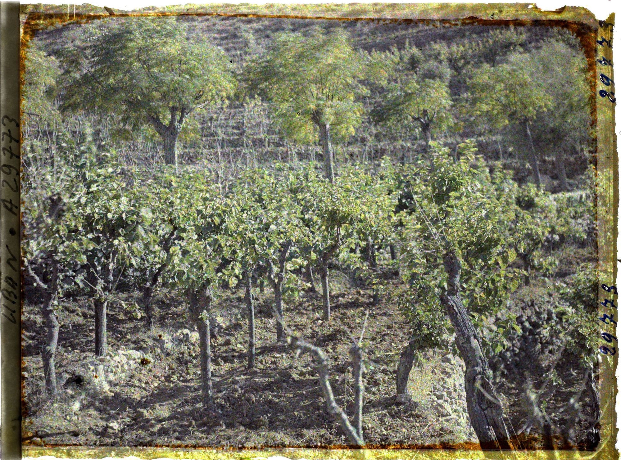 Image représentant Des mûriers pour l'élevage du ver à soie