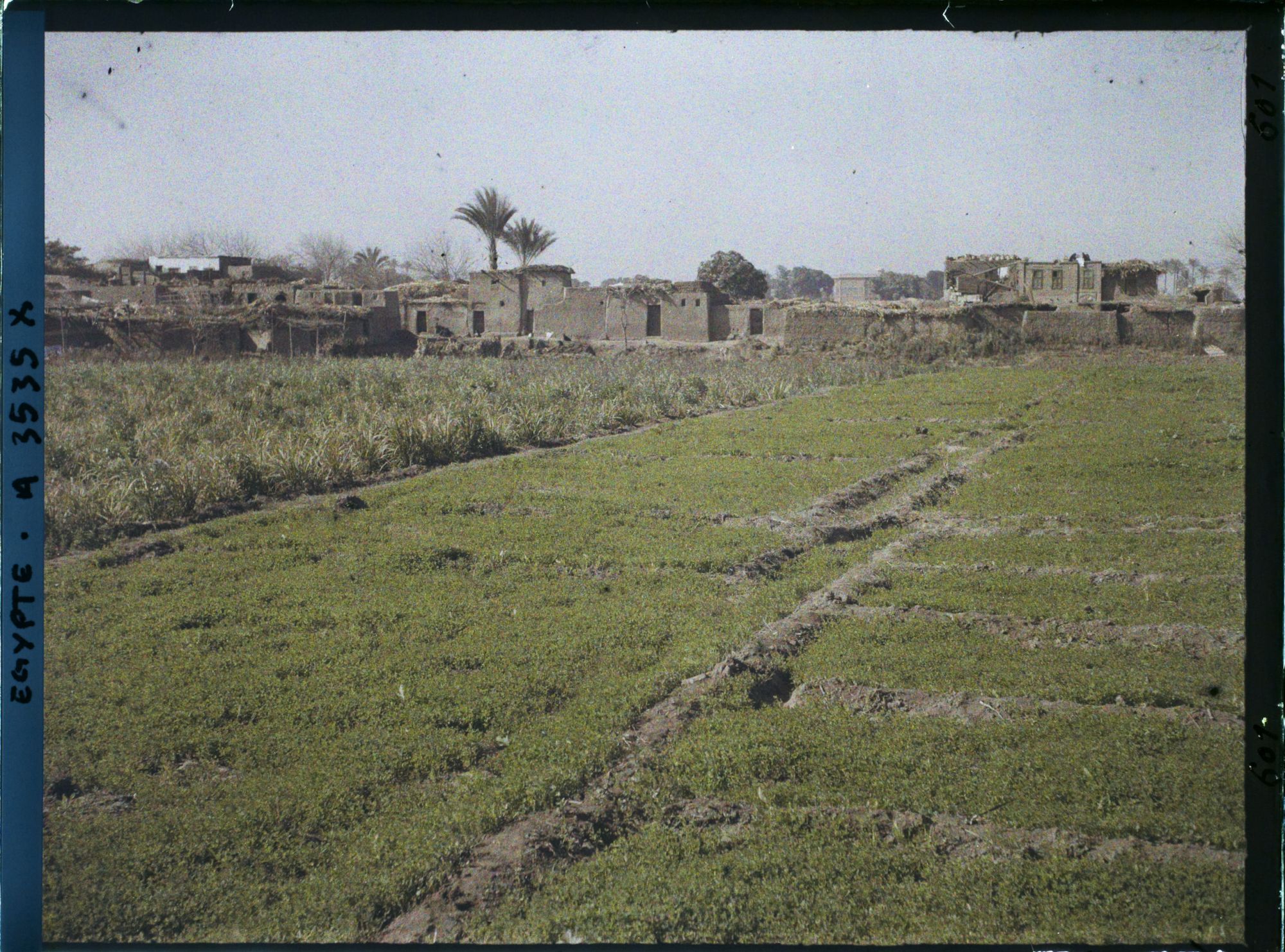 Image représentant Champs de trèfles et de fèves