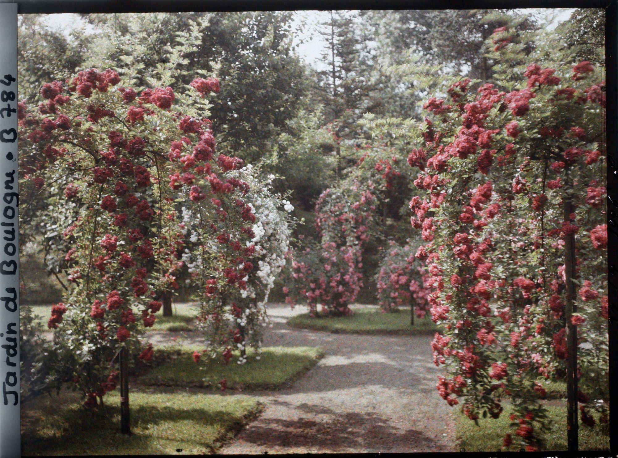 Image représentant Rosiers en fleurs ornant plates-bandes et parterre, au sud-est du verger-roseraie