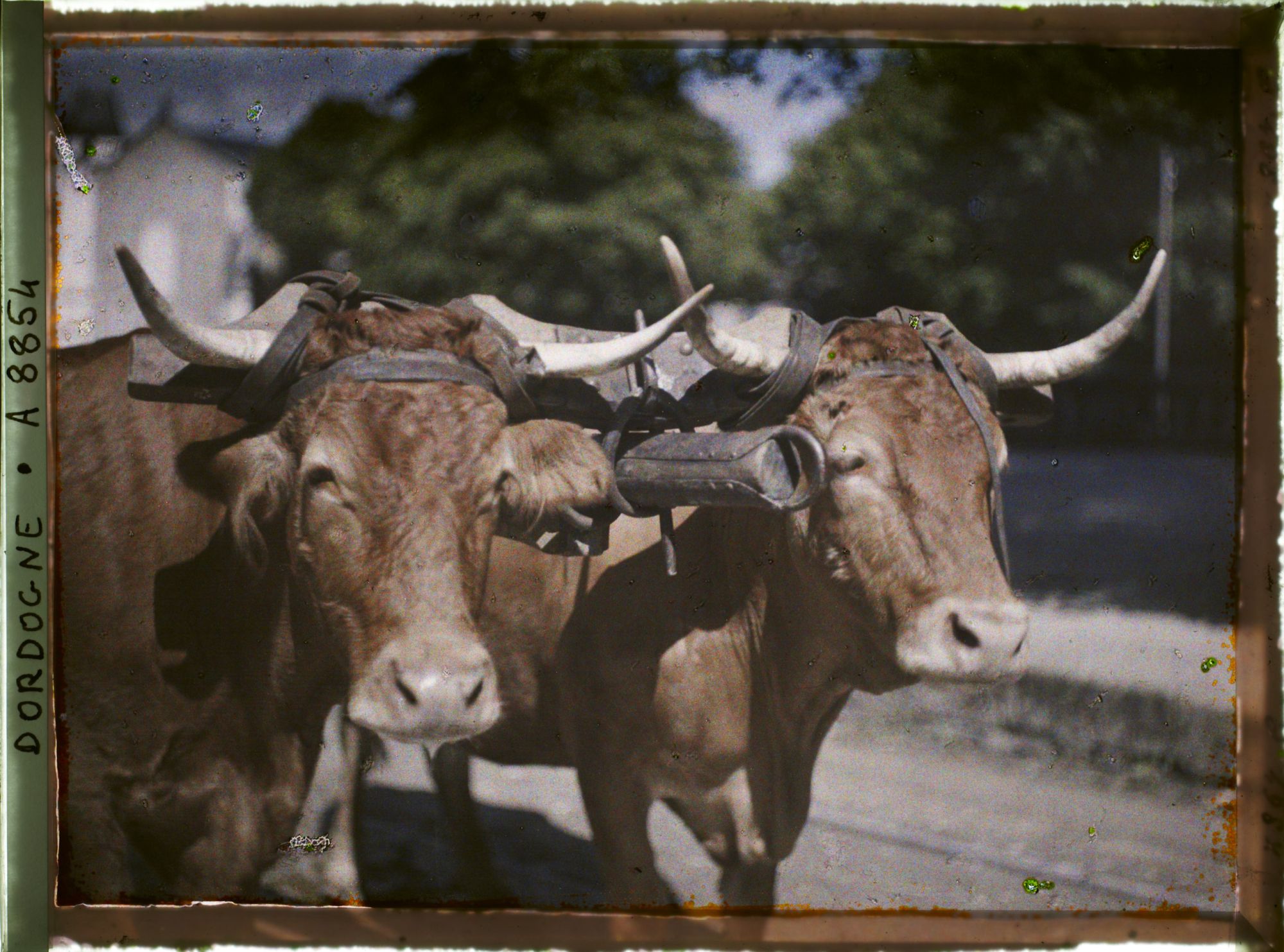 Image représentant France, Brantôme, 2 têtes de vaches prise de prés