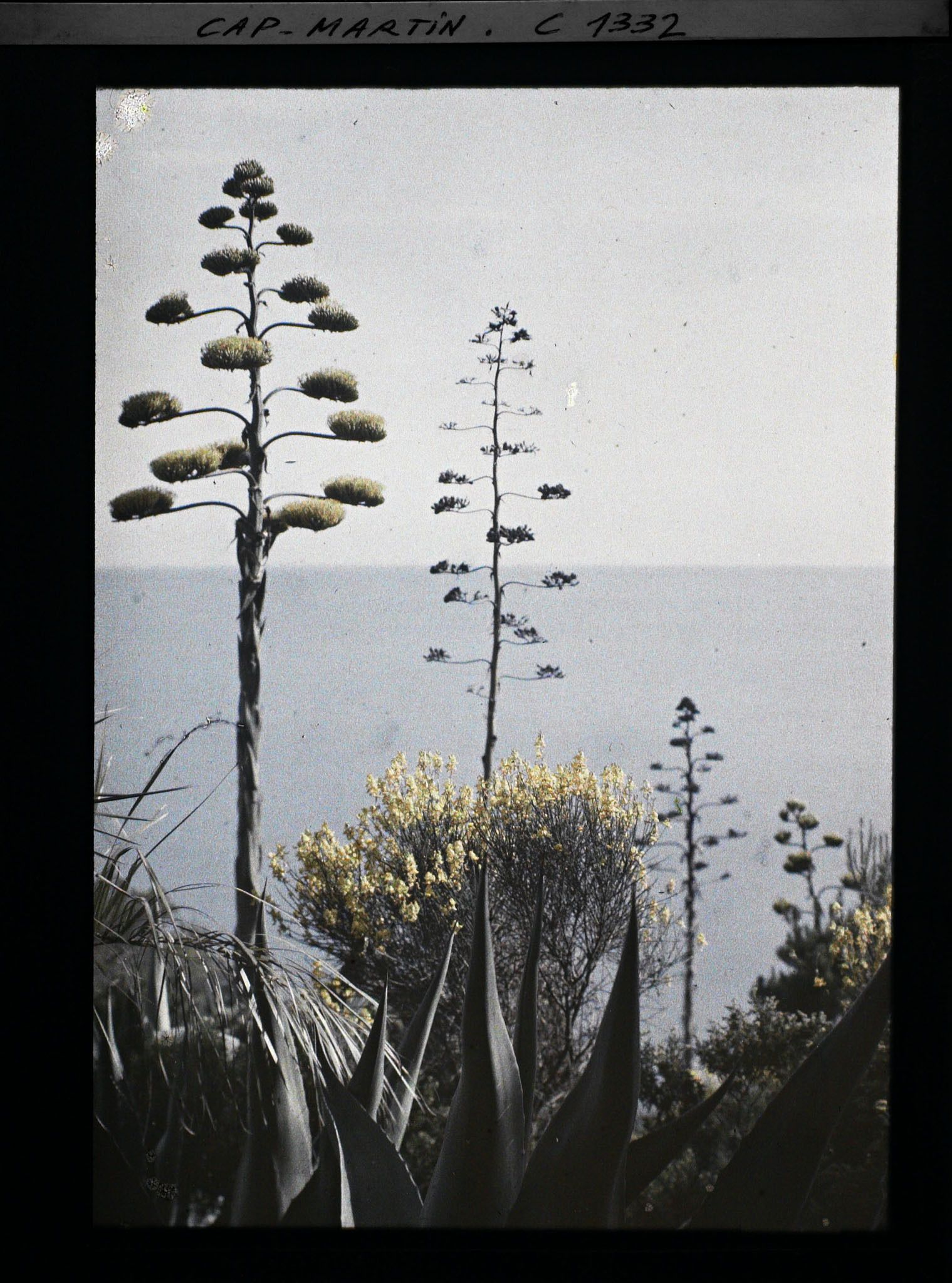 Image représentant Effet décoratif face à la mer