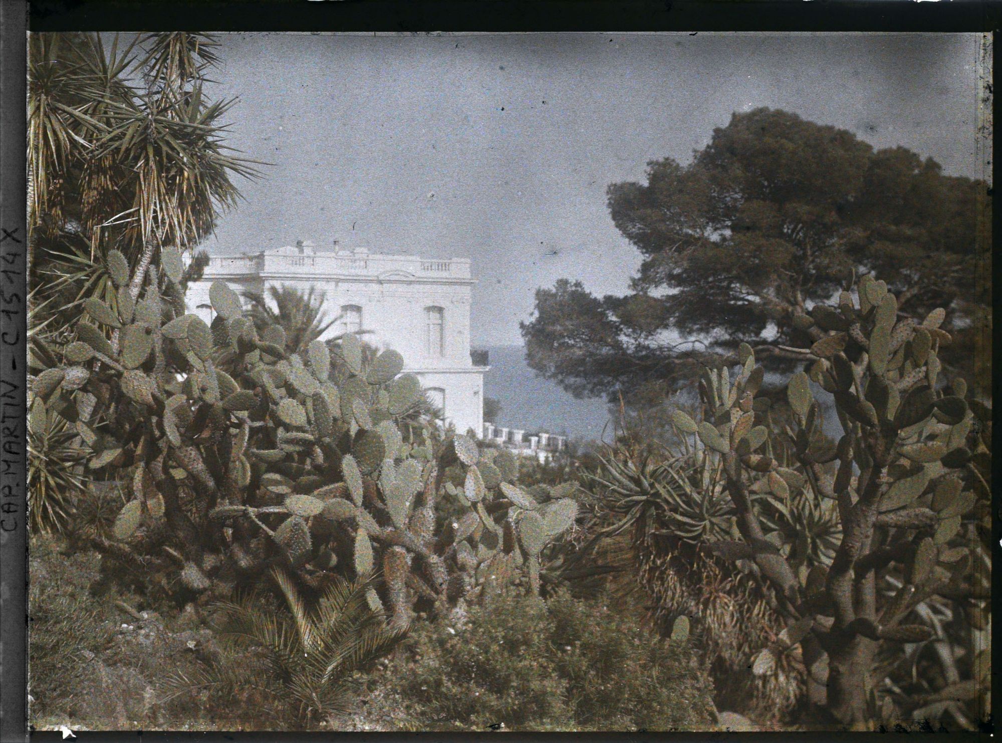 Image représentant Ensemble de plantes exotiques aux abords de la villa Kahn, dite villa Zamir