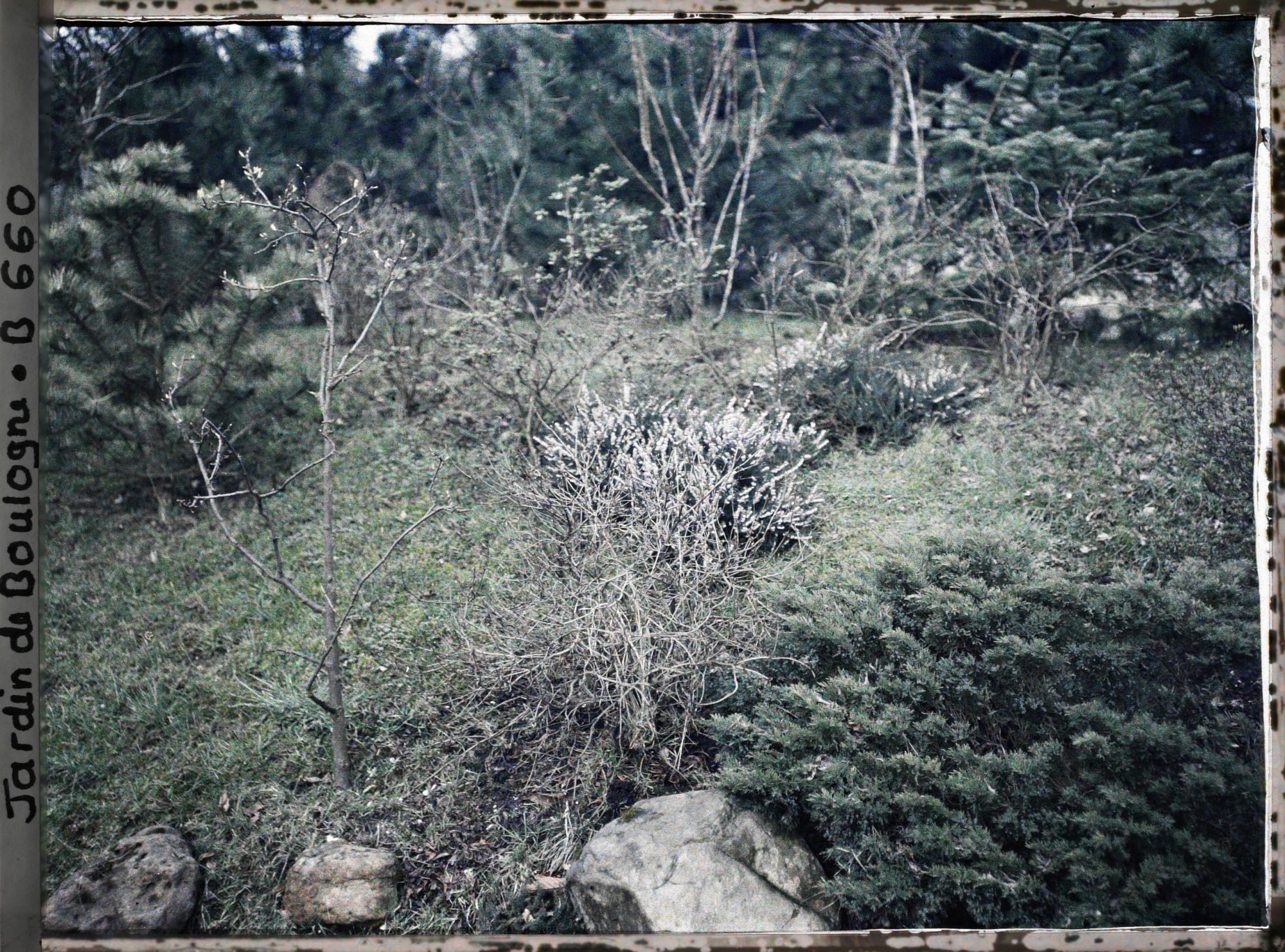 Image représentant Végétaux en repos hivernal, situés à l'ouest du " village japonais " ?