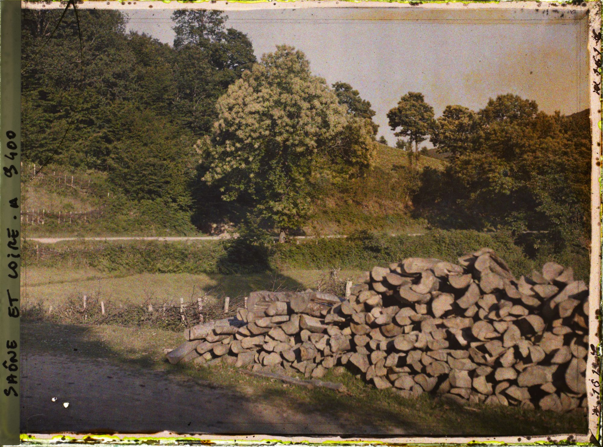 Image représentant Bois de chauffe ( hêtre ou charme ?) et châtaignier en fleurs