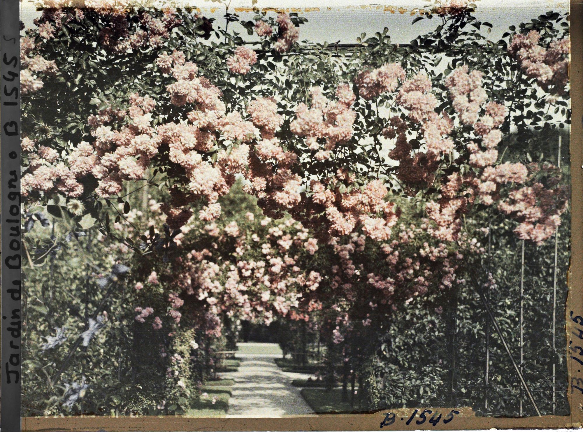 Image représentant Axe central du verger-roseraie vu vers le jardin anglais, non loin du rond-point côté jardin français
