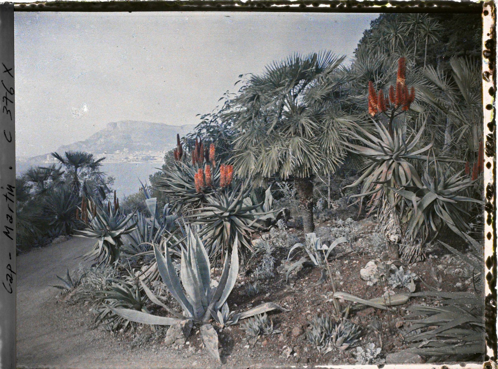 Image représentant Cap Martin Le Jardin