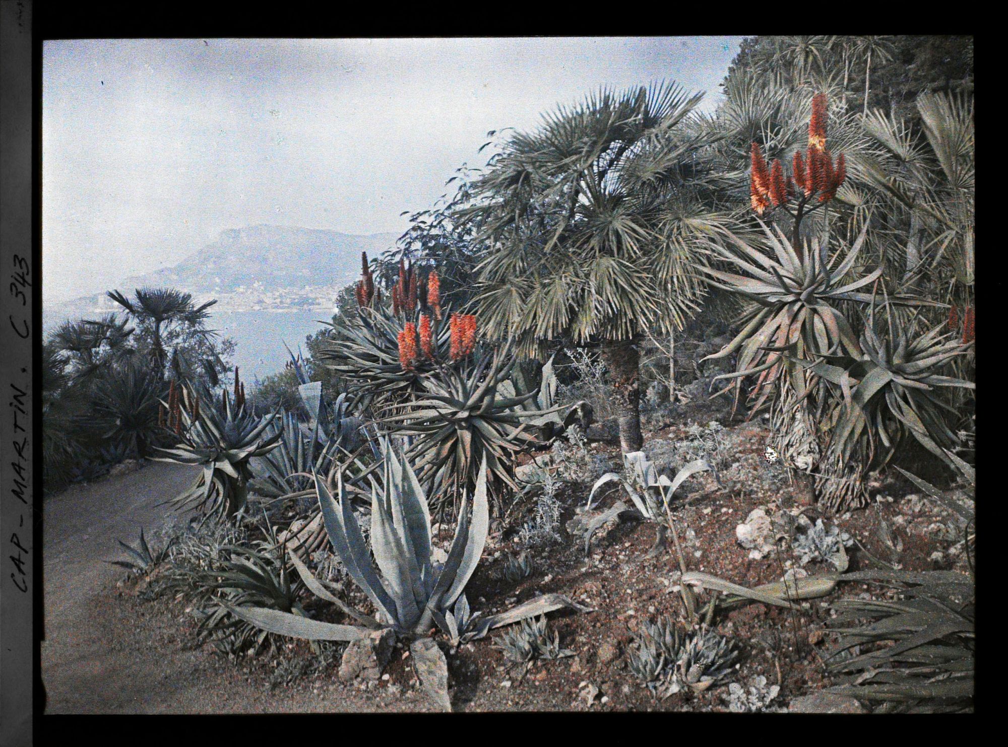 Image représentant Plantes exotiques du jardin