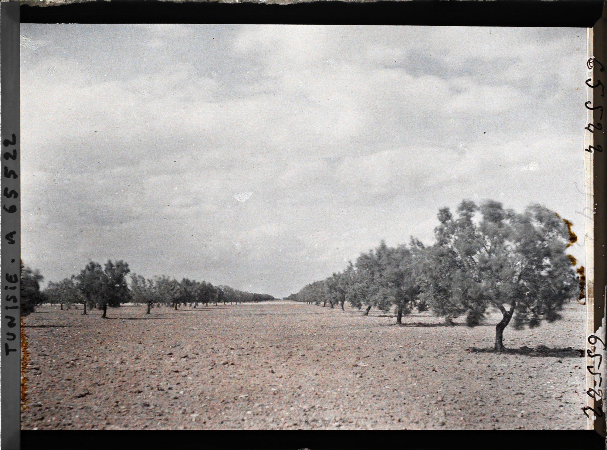 Image représentant Oliviers de 25 à 26 ans