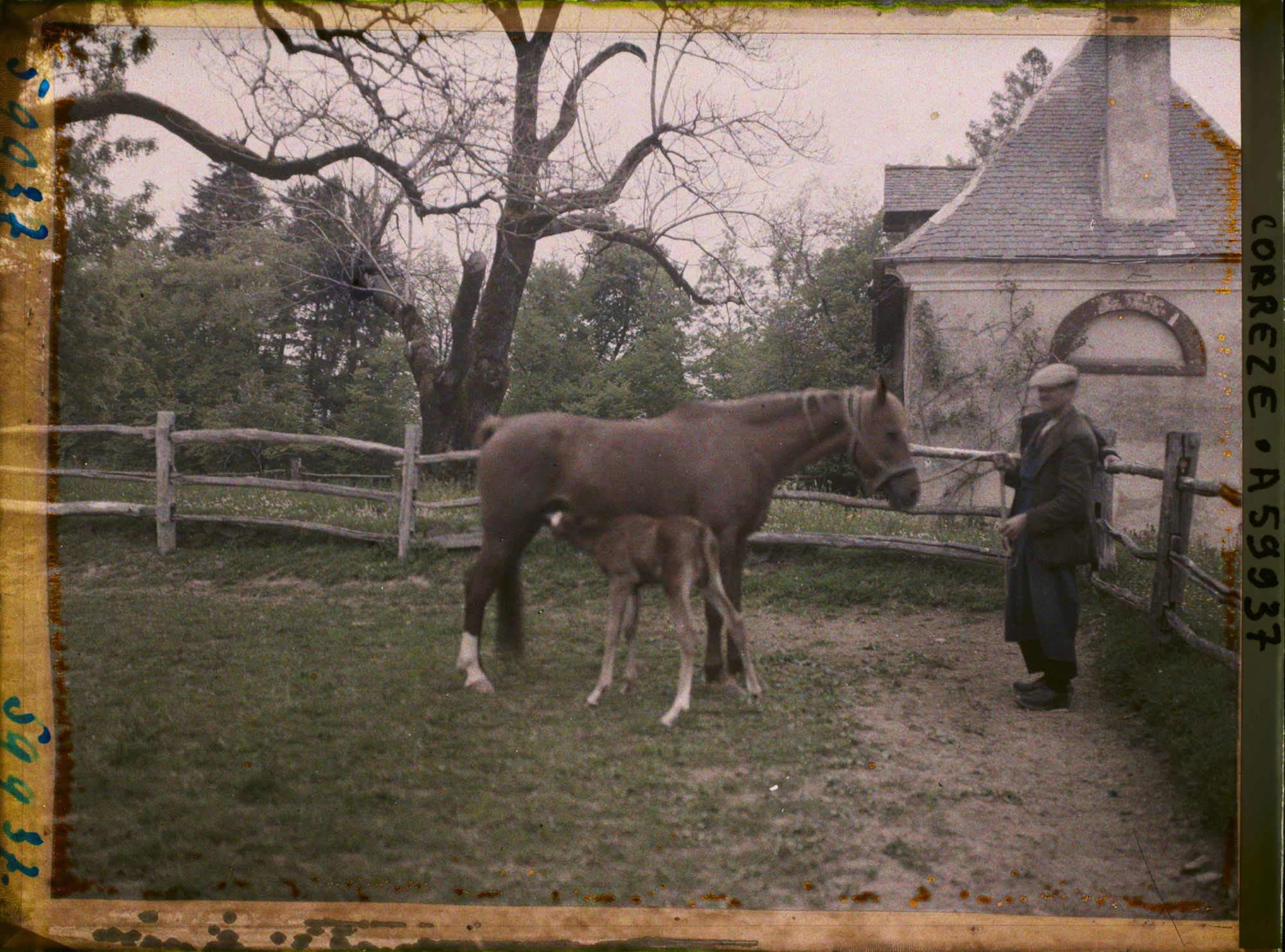 Image représentant Une jument allaitant son poulain à la jumenterie du château de la Rivière