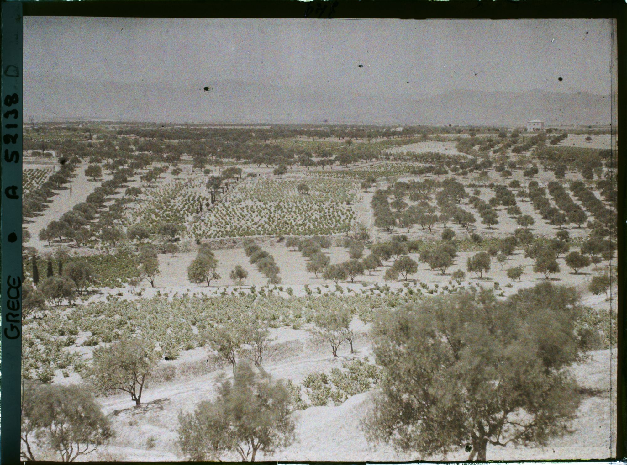 Image représentant Vue sur une plaine de plantation d'oliviers