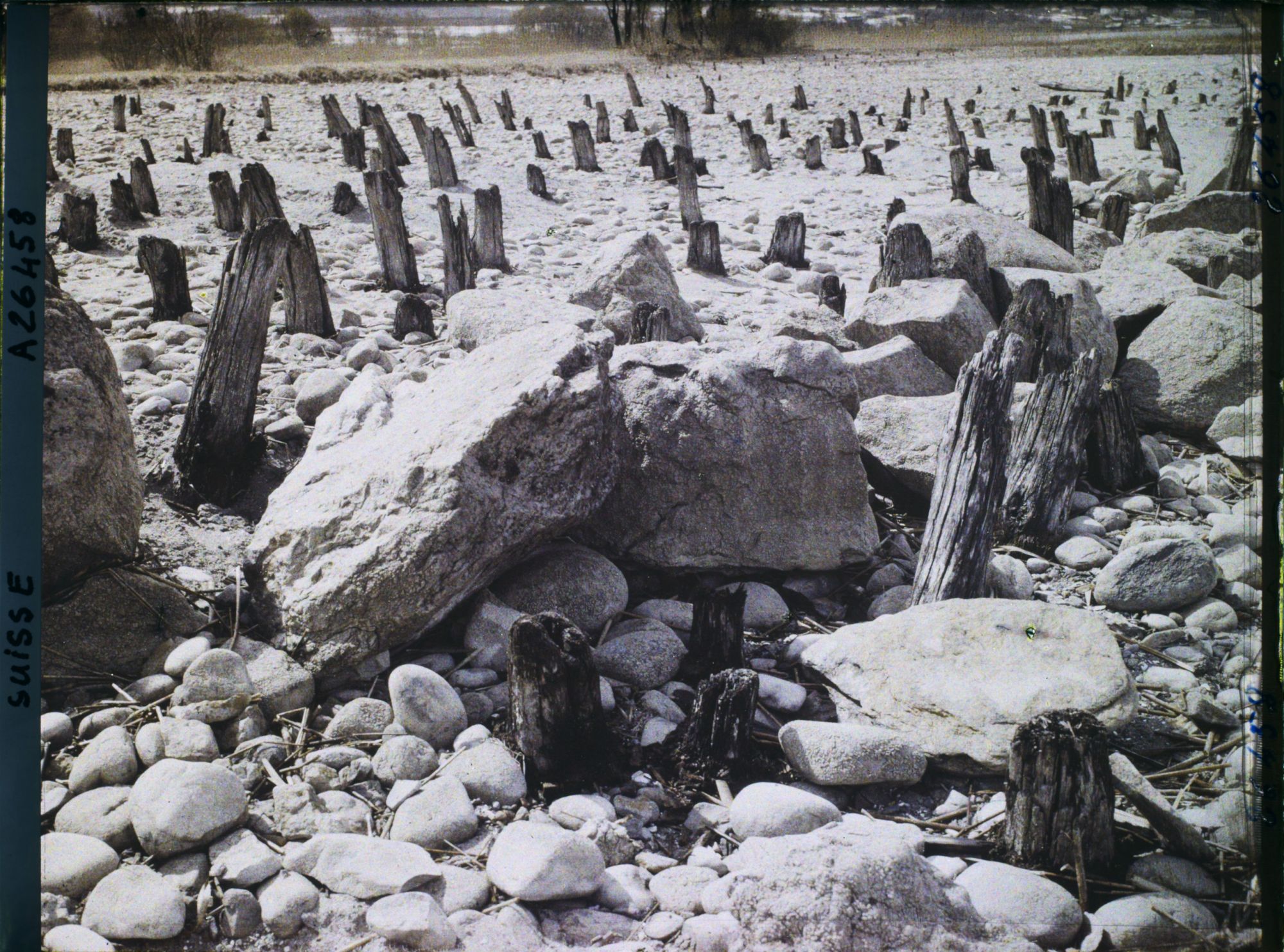 Image représentant Site palafittique préhistorique des Alpes, pieux en bois visibles lors de la baisse des eaux après la grande sécheresse de 1921