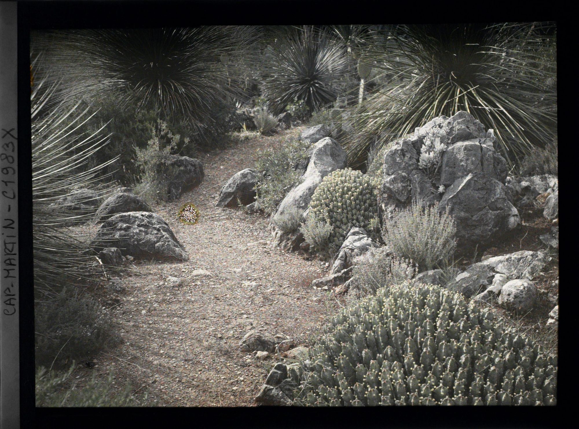 Image représentant Sentier rocailleux orné de cactus et dasylirions