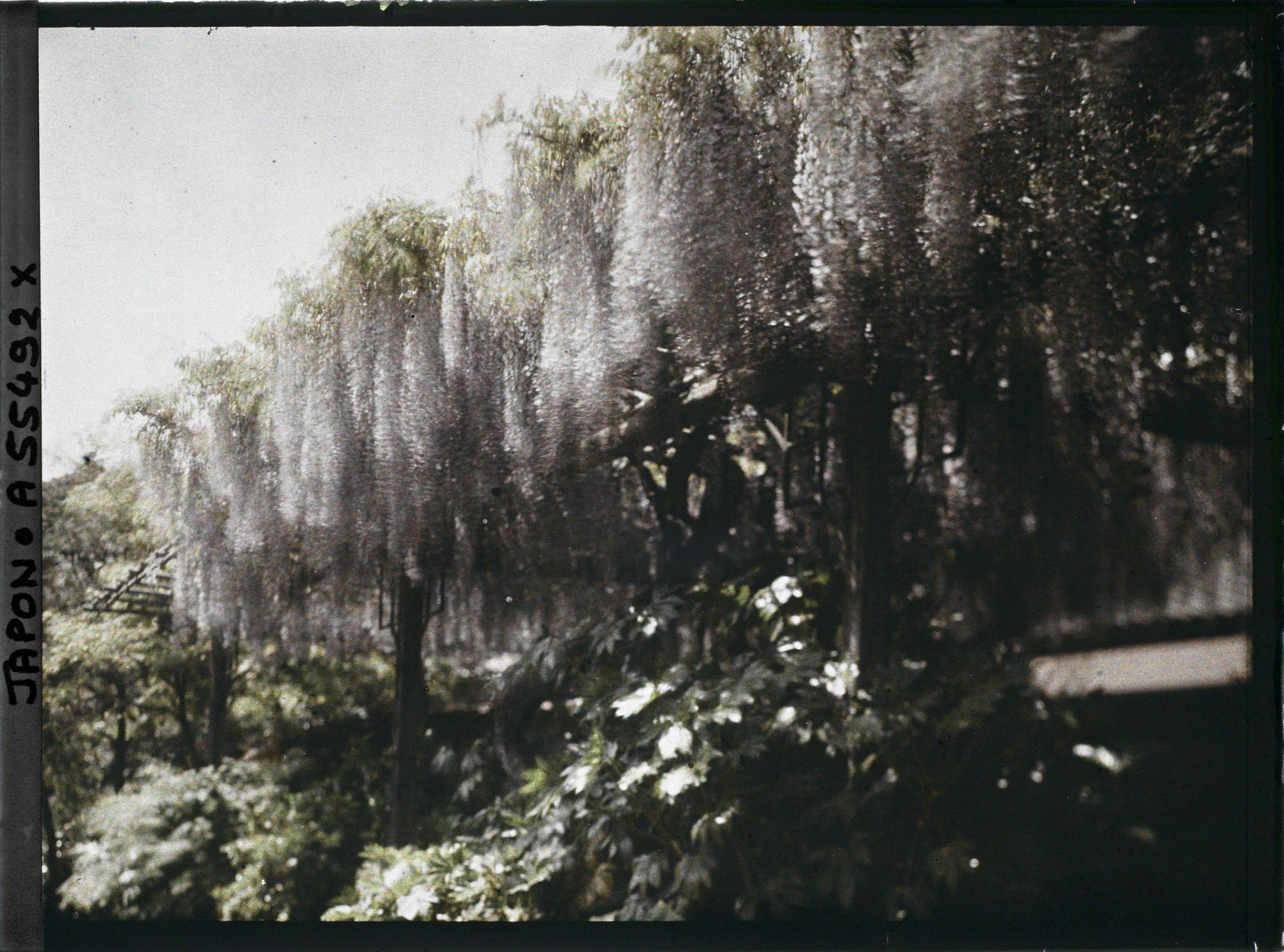 Image représentant Hibiya-koen (parc de Hibiya), glycines au bord de l'étang shinkei