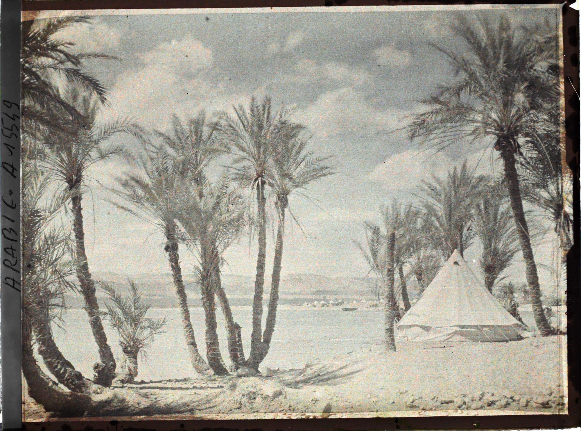 Image représentant Une tente du campement des forces arabes du royaume du Hedjaz dans une palmeraie au bord du golfe d'Aqaba