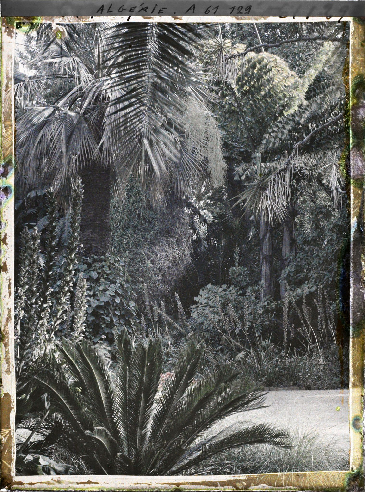 Image représentant Un coin du jardin d'Essais