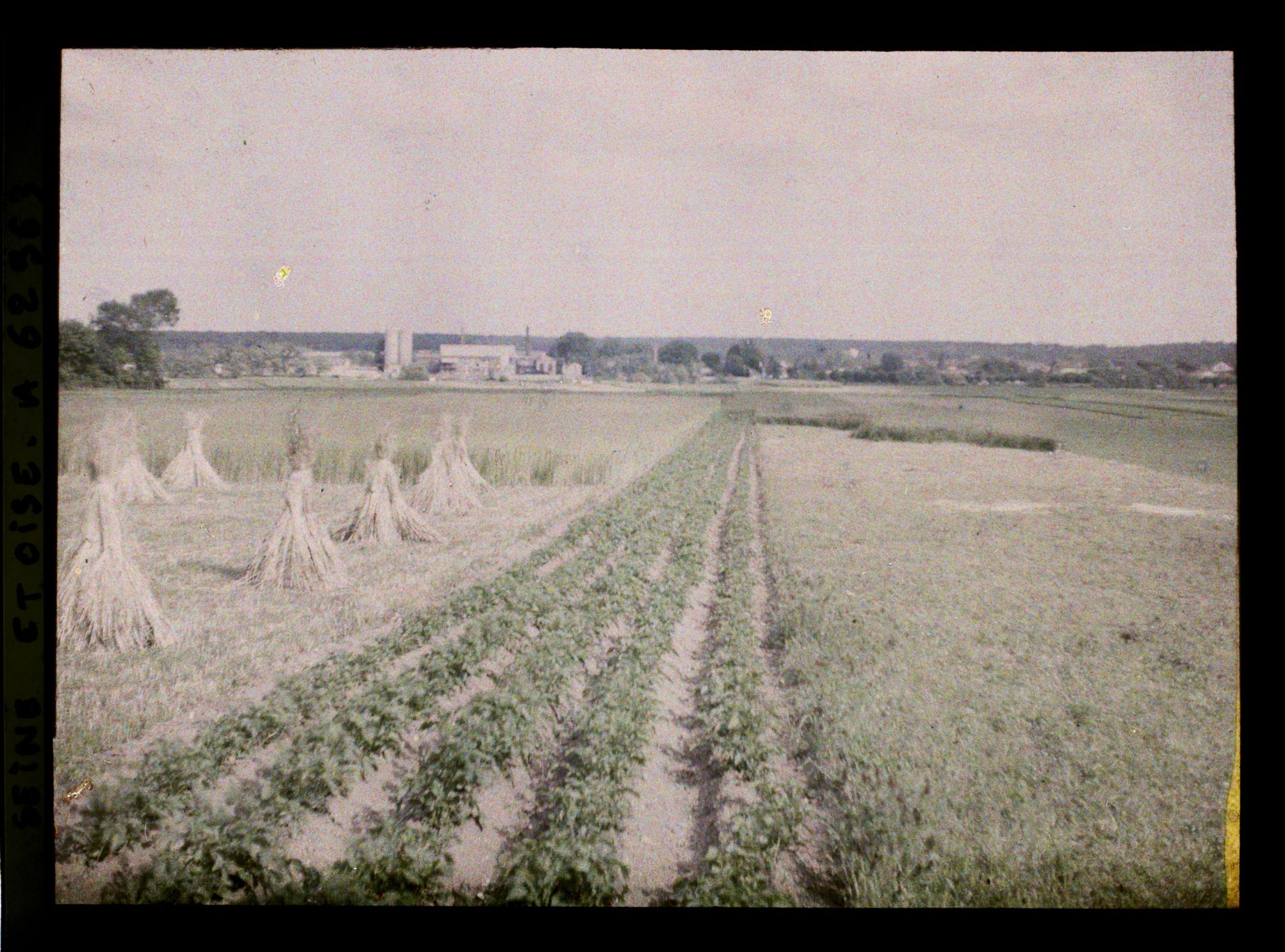 Image représentant Ile de France, Poissy, Pommes de terre, seigle