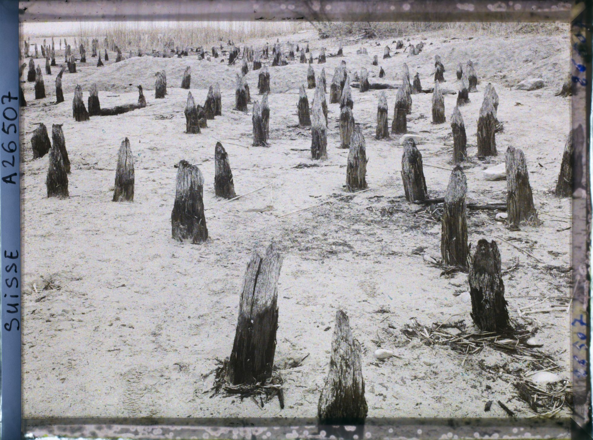 Image représentant Site palafittique préhistorique des Alpes, pieux en bois visibles lors de la baisse des eaux après la grande sécheresse de 1921