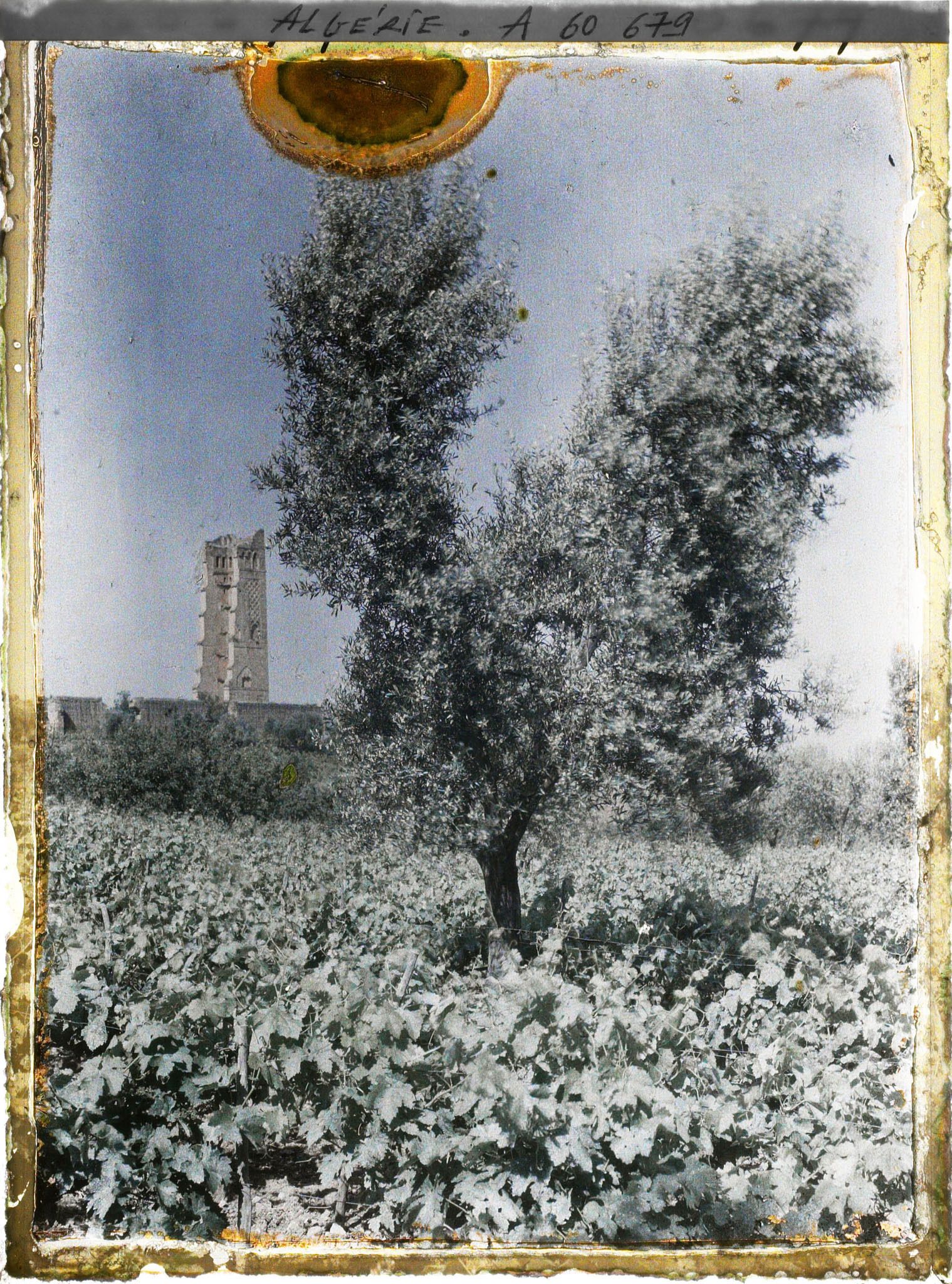 Image représentant Vue vers le minaret et la mosquée de Mansoura