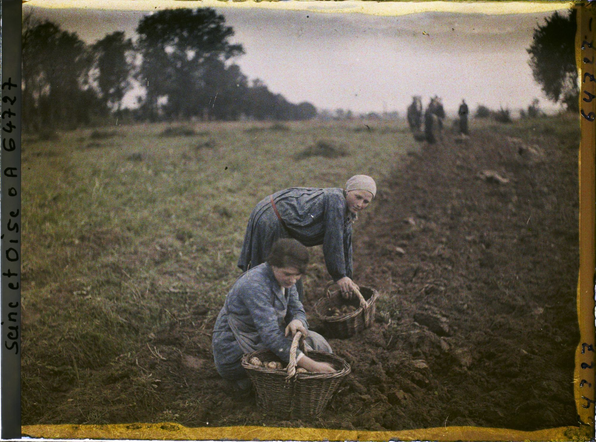 Image représentant Ile de France, Maffliers, Jeunes filles ramassant les pommes de terre après le passage de la charrue