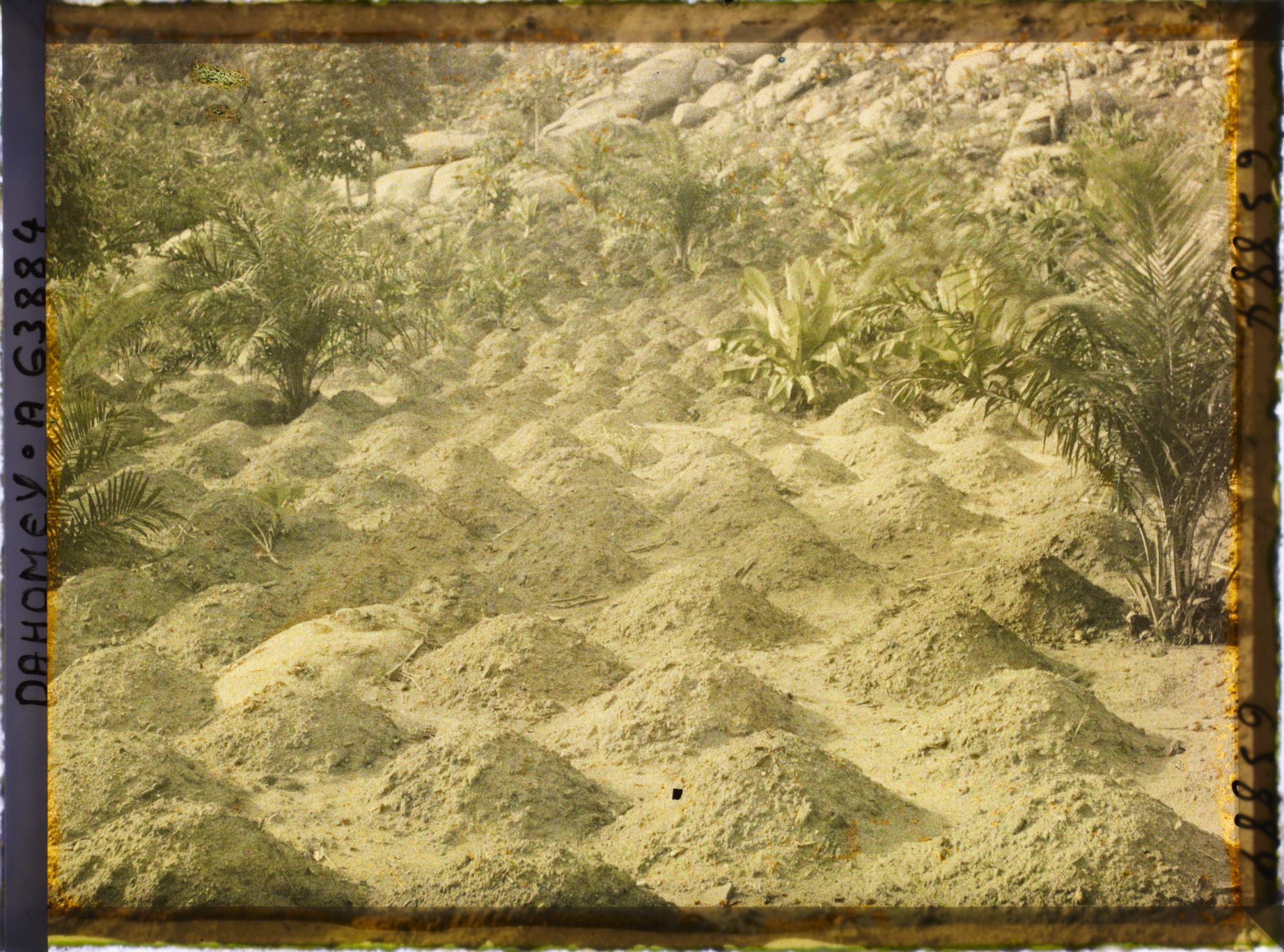 Image représentant Culture de maïs à flanc de montagne