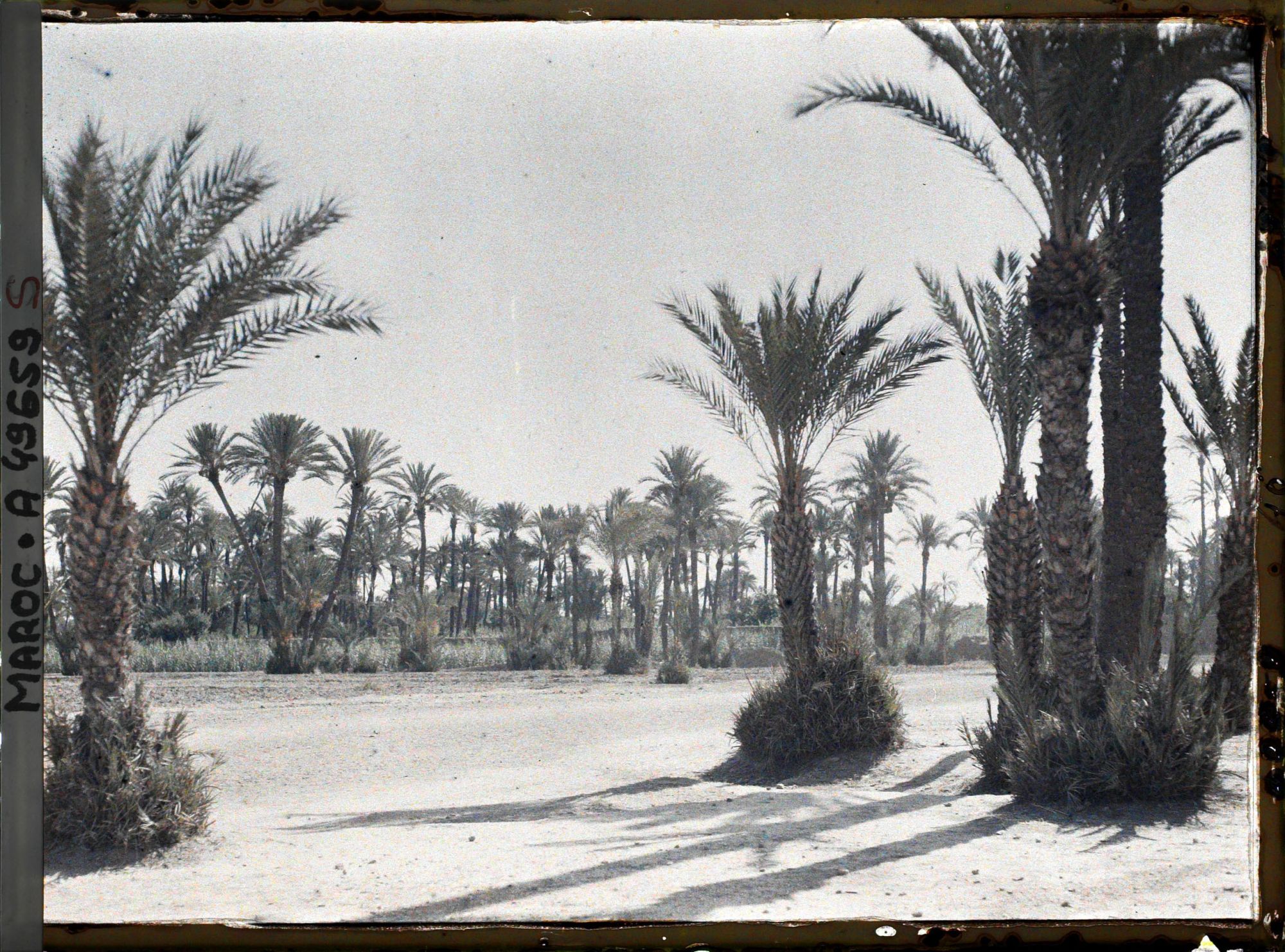 Image représentant La palmeraie