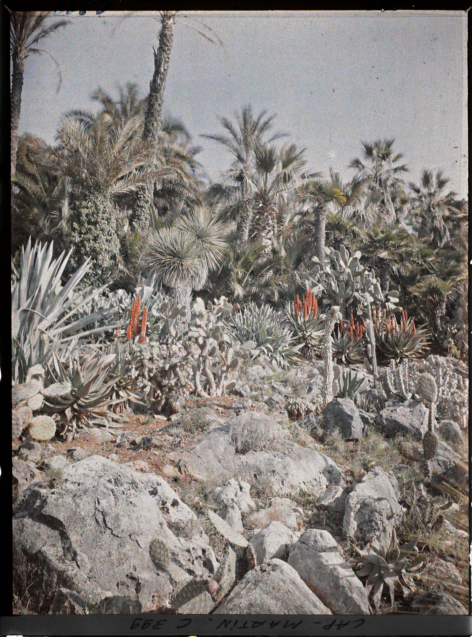 Image représentant Cap Martin Le Jardin