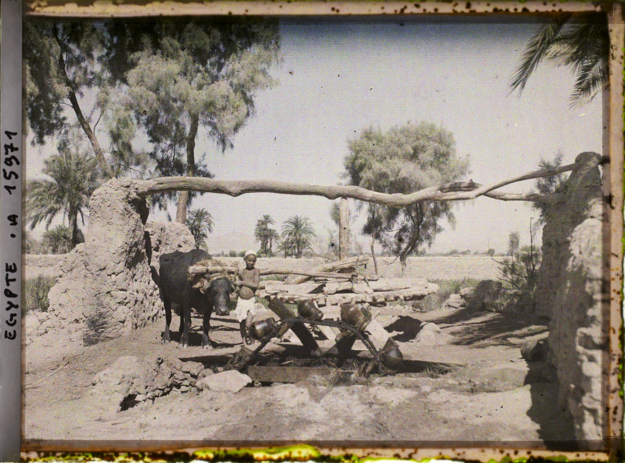 Image représentant Sakiéh à bœuf