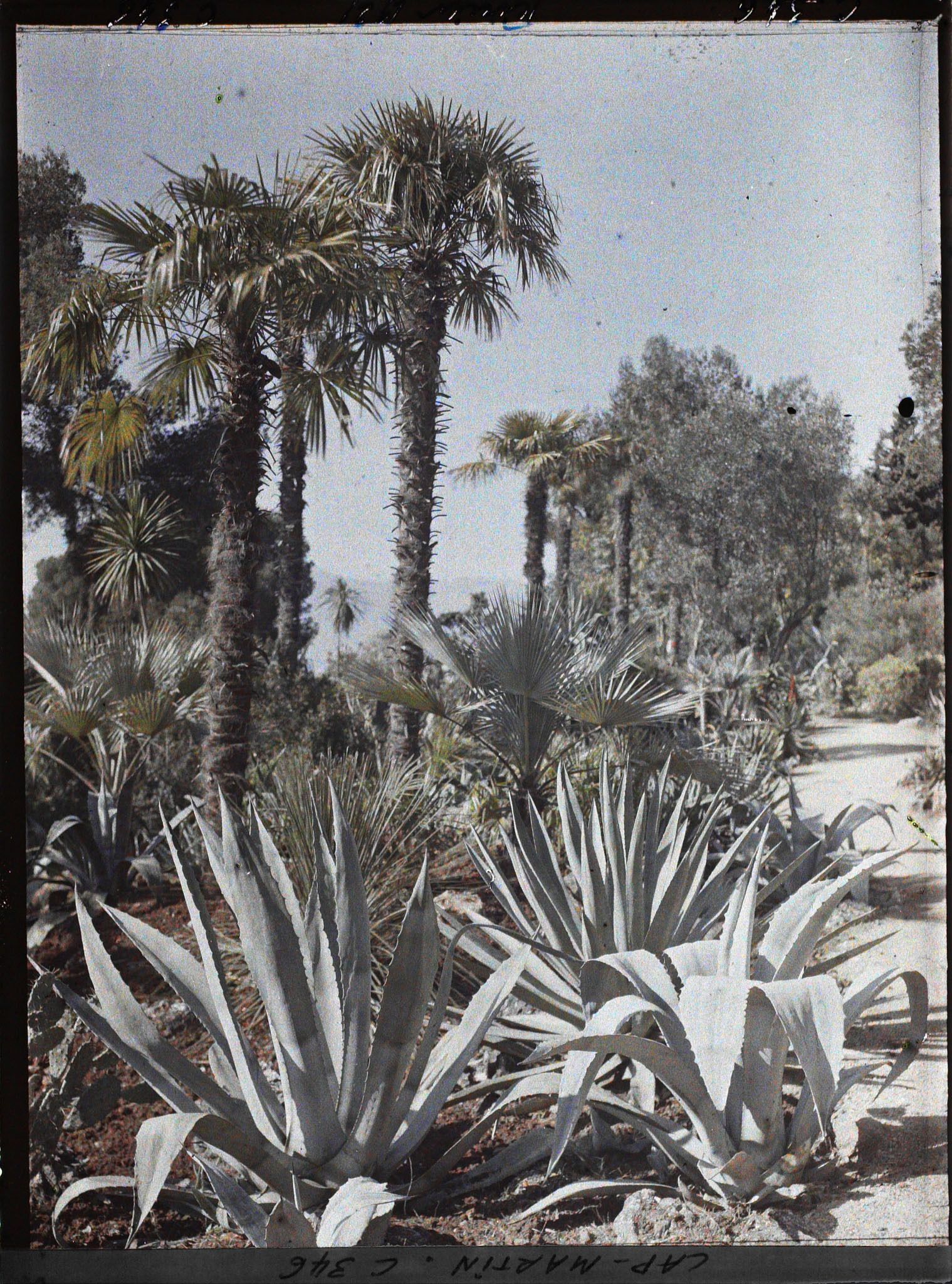 Image représentant Une allée du jardin