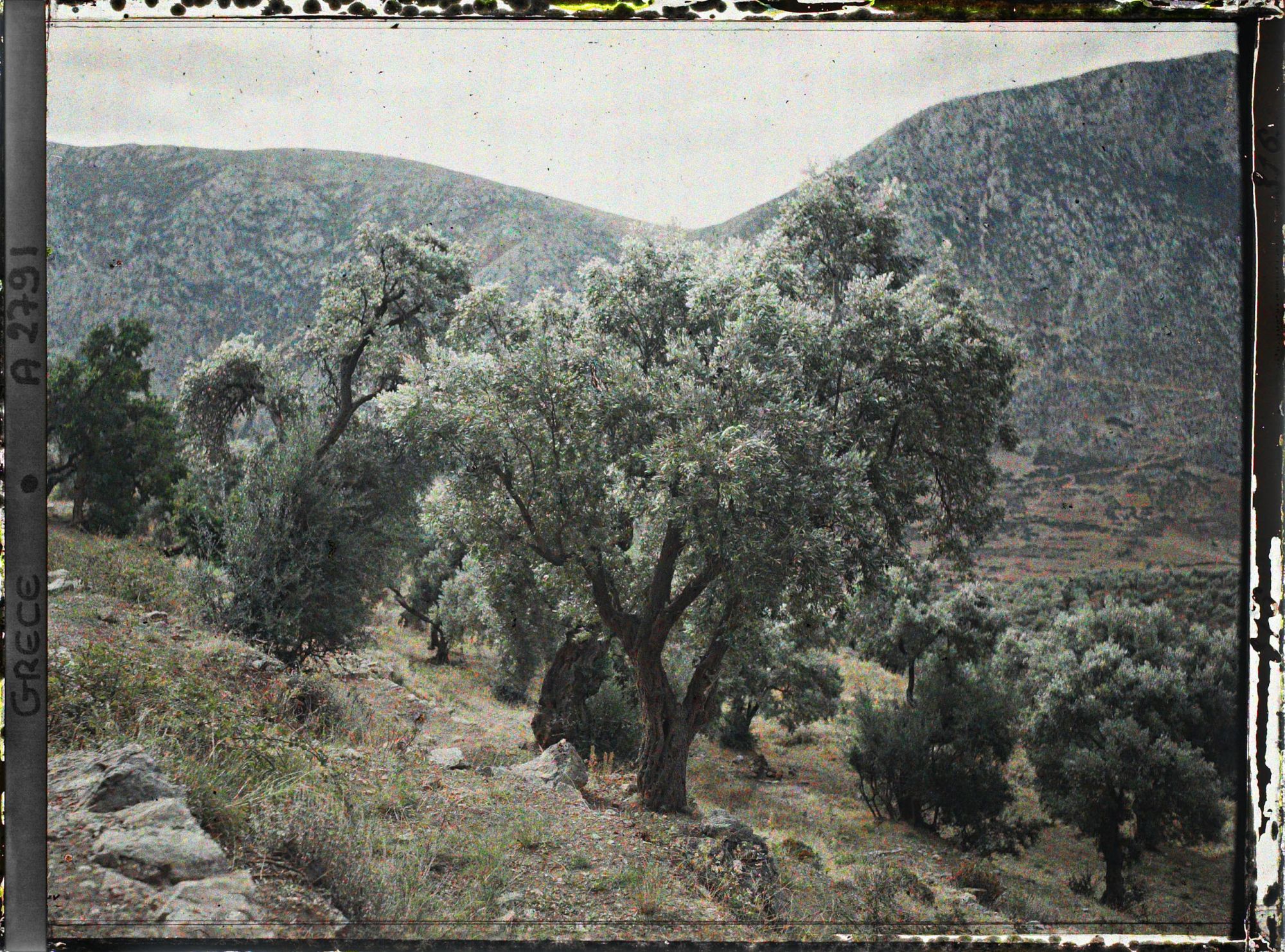 Image représentant Dans la forêt d'oliviers