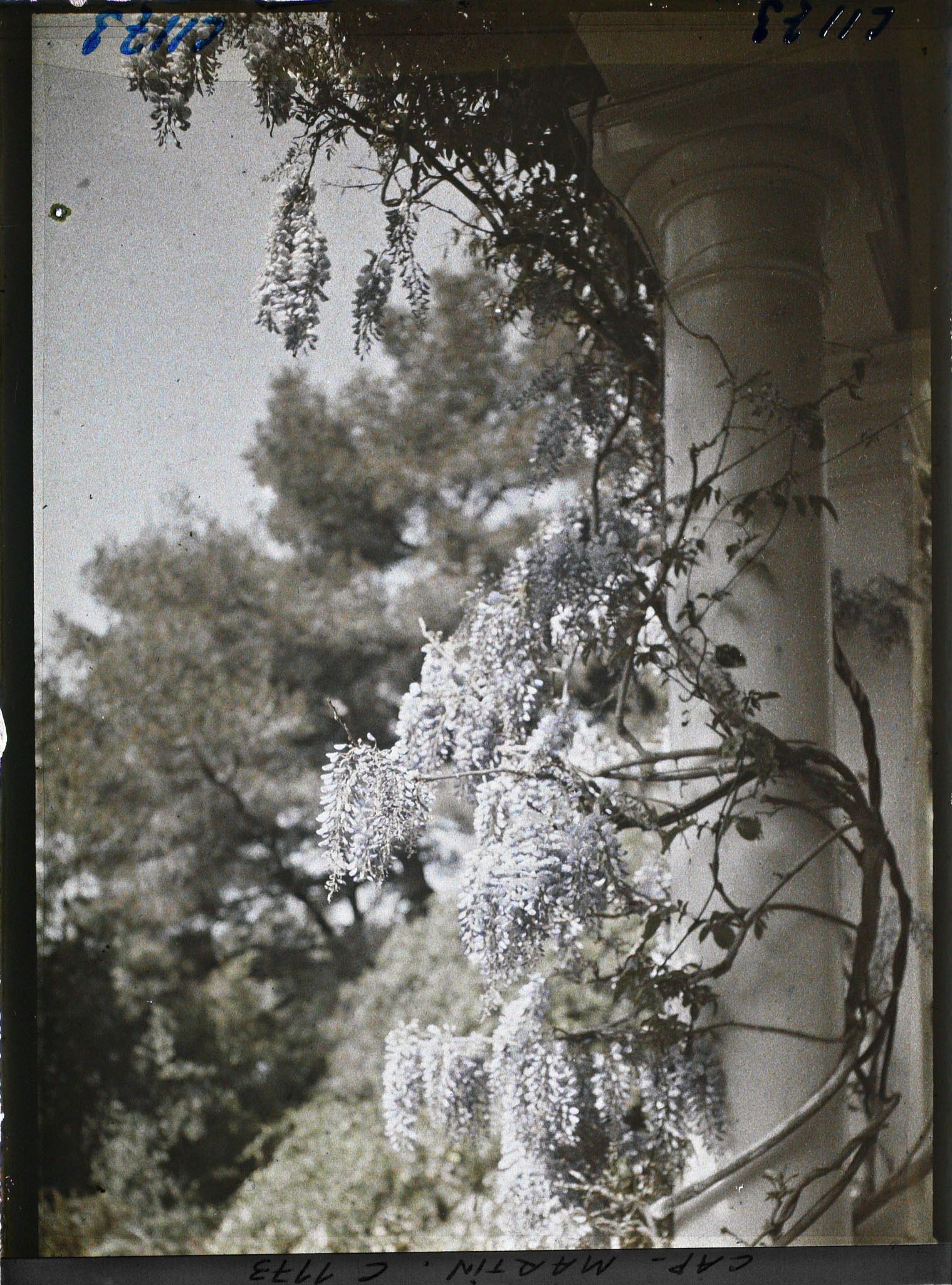 Image représentant Glycine de la villa Miramar
