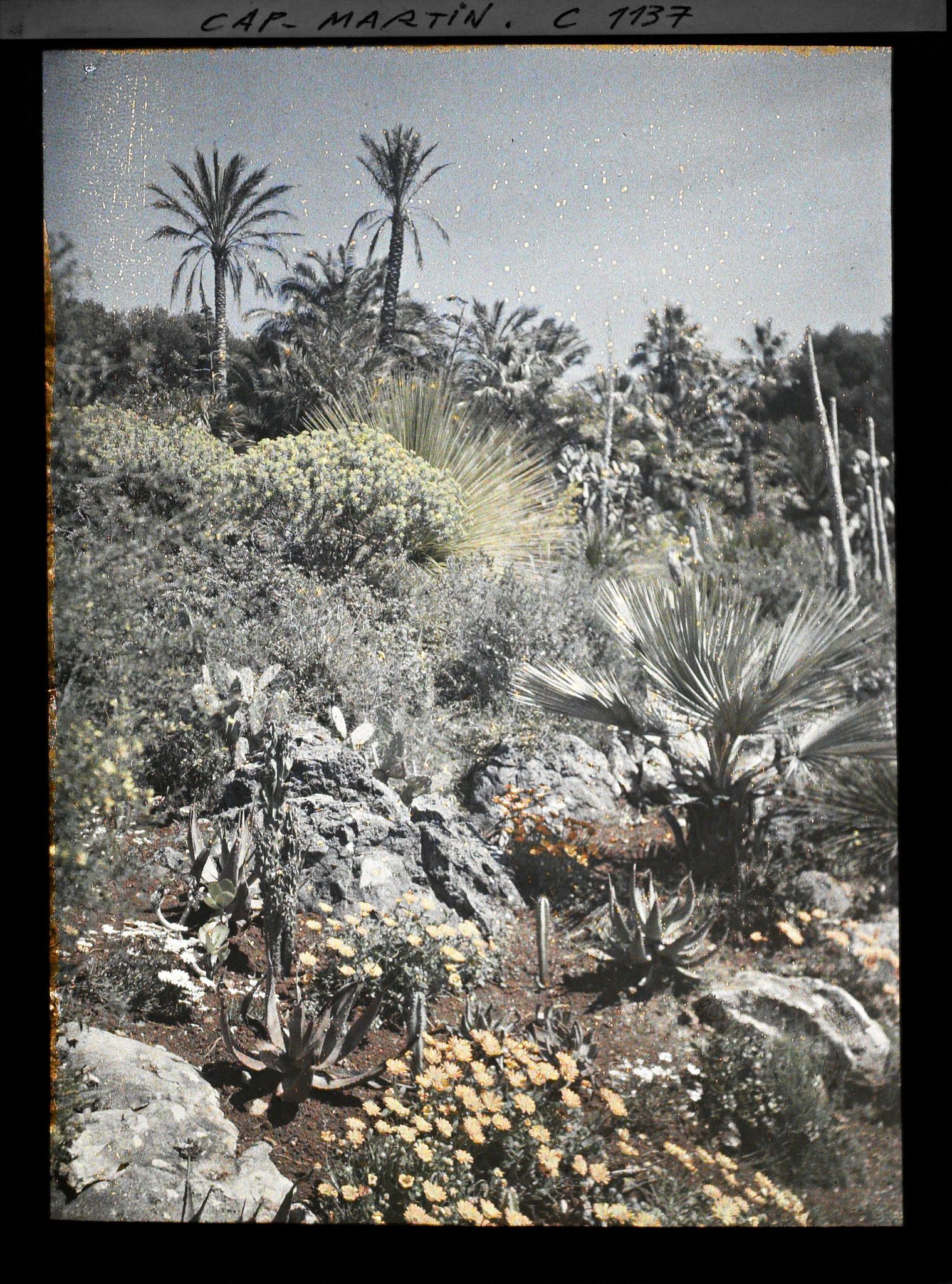 Image représentant le Jardin