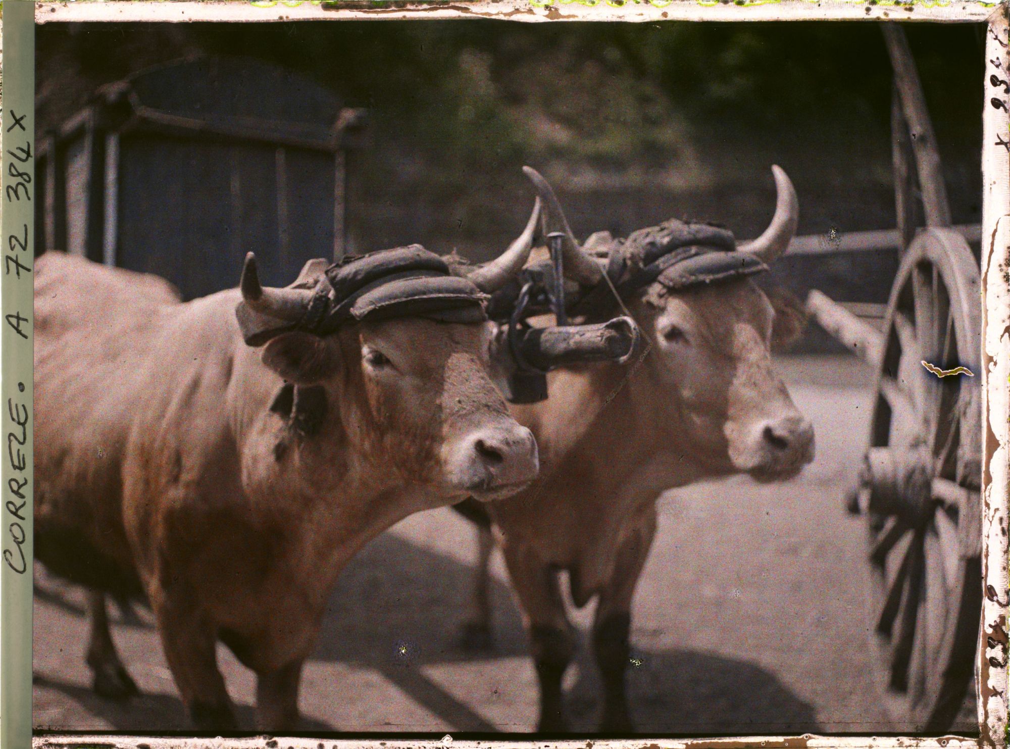 Image représentant Les boeufs attelés