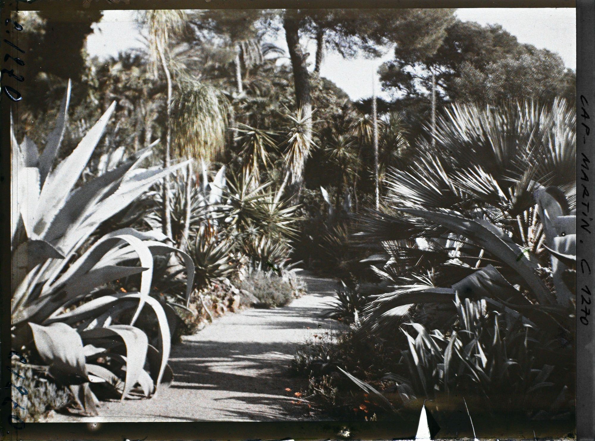 Image représentant le Jardin