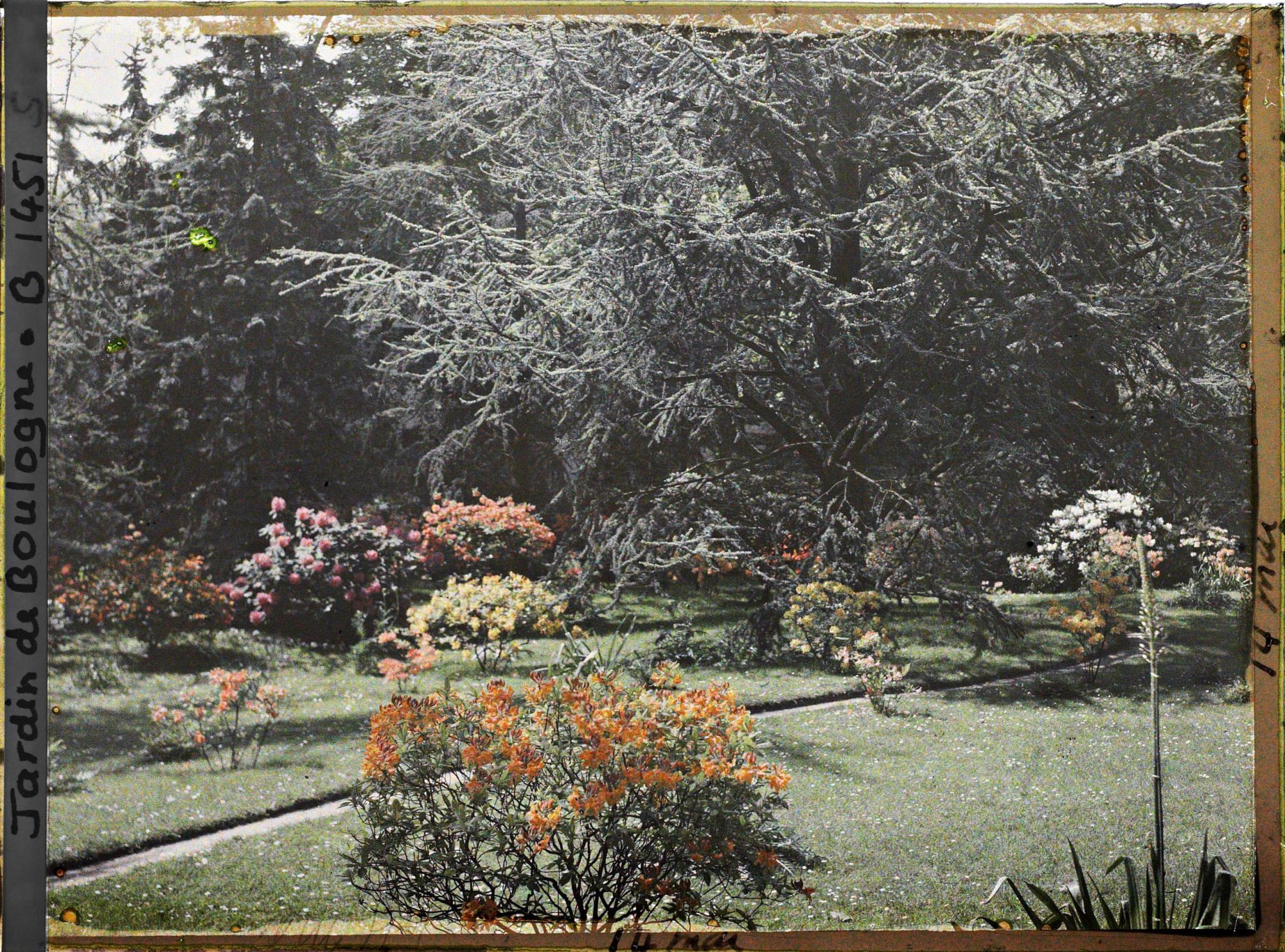 Image représentant Rhododendrons et azalées en fleurs au bord d'un chemin qui longe le marais en direction de l'ouest