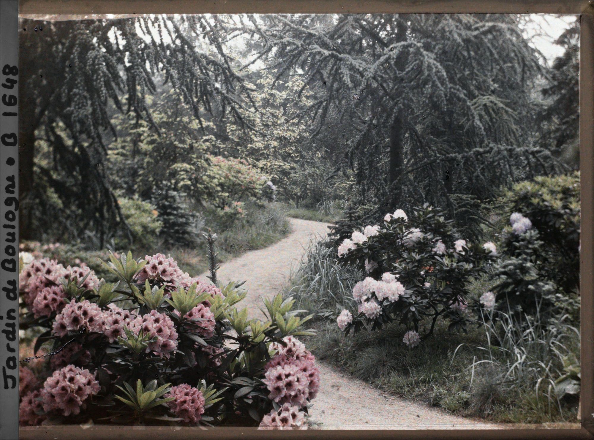 Image représentant Vers la forêt dorée, rhodos en bordure de l'allée